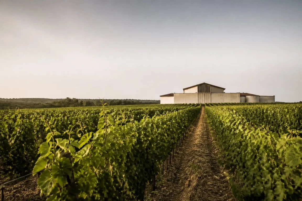 Vin labastide gaillac : vue éditoriale de la Maison Labastide au cœur des vignes du Tarn